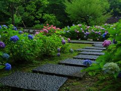 10：20　智積院（ちしゃくいん）

金堂の北側、あじさい苑の紫陽花が見頃、桔梗は咲き始め、蓮はこれから。


境内拝観料　無料
駐車場　無料