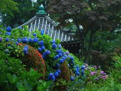 8：20　善峯寺（よしみねでら）

白山あじさい苑に10万株の紫陽花が見頃。


拝観料　大人/500円
駐車場　500円