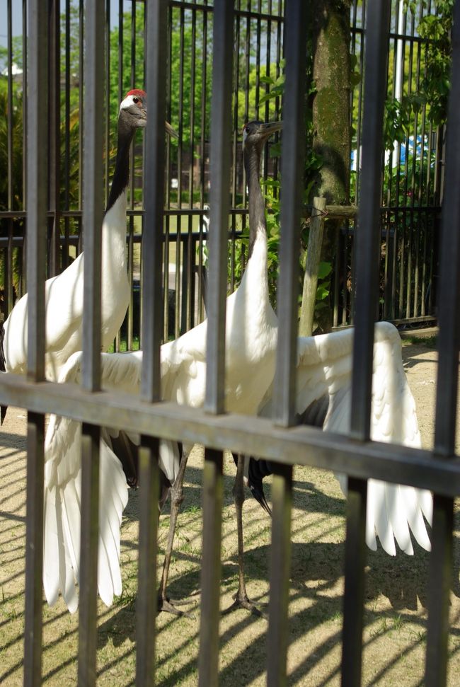 久留米市鳥類センター かつて 千羽孔雀 が自慢で 羽根を広げた姿がいっぱい 白孔雀もいます 久留米 福岡県 の旅行記 ブログ By ミズ旅撮る人さん フォートラベル
