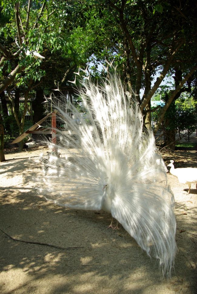 久留米市鳥類センター かつて 千羽孔雀 が自慢で 羽根を広げた姿がいっぱい 白孔雀もいます 久留米 福岡県 の旅行記 ブログ By ミズ旅撮る人さん フォートラベル