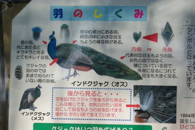 久留米市鳥類センター かつて 千羽孔雀 が自慢で 羽根を広げた姿がいっぱい 白孔雀もいます 久留米 福岡県 の旅行記 ブログ By ミズ旅撮る人さん フォートラベル