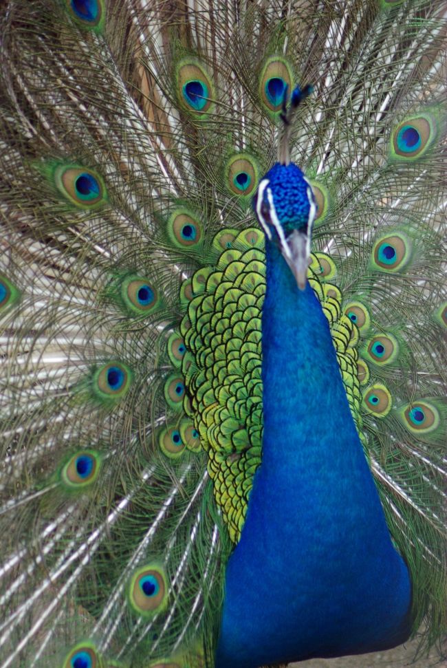 久留米市鳥類センター かつて 千羽孔雀 が自慢で 羽根を広げた姿がいっぱい 白孔雀もいます 久留米 福岡県 の旅行記 ブログ By ミズ旅撮る人さん フォートラベル