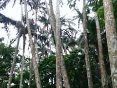 車は伊原間から空港と反対側の海岸線沿いを走りました。
曇りながら海の色もきれいです。
米原のヤエヤマヤシ群落到着。
駐車場からすぐの所なので１０分位で写真を撮って見学終了です。

