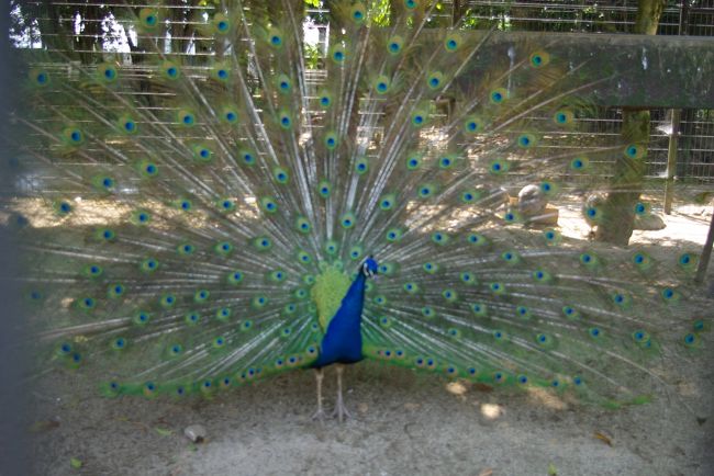 久留米市鳥類センター かつて 千羽孔雀 が自慢で 羽根を広げた姿がいっぱい 白孔雀もいます 久留米 福岡県 の旅行記 ブログ By ミズ旅撮る人さん フォートラベル