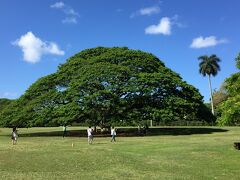 「モアナル・ガーデン」
日立の木です。この木なんの木♪・・
大きな木！この木に会えて感激！