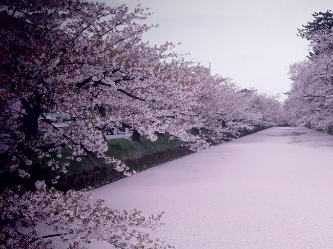 G.W前半戦。<br />弘前公園の花筏が見たくて、ここ１〜２週間は桜開花状況と天気予報をひたすらにらめっこ。<br /><br />どうやっても天気がイマイチな感じだけど・・・<br />4月28日の午前中だけは曇りの予報な弘前市。<br /><br />これは！午前中めがけていくしかない！<br />折しも、子供たちは土曜参観の振り替え休日で28日がお休みだとか。。<br /><br />私たちも有給Getで、27日の夜に仙台を出発です。