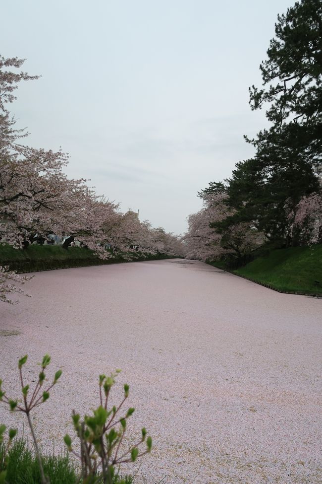 子供たちは出発して間もなく入眠zzz<br /><br />高速道路をぶっとばして弘前付近の道の駅には夜中の12時を回った頃に無事到着です。<br /><br />そして、朝一のこの景色！<br />これが見たかった〜★★★<br /><br />桜の絨毯ですよ〜。
