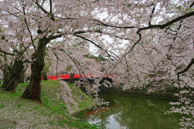 外堀の花筏を堪能したら公園内へ。<br /><br />残念ながらワンコはお散歩NGです。<br />抱っこならOKとの事で、家族でかわるがわるワンコを抱っこします。