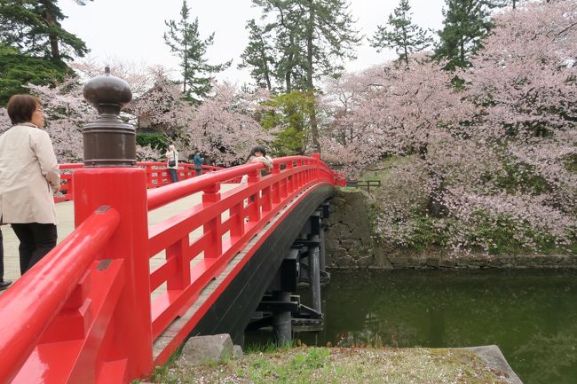 公園内の桜もThe満開。<br />今年は東京、宮城、福島と桜めぐりをしましたが、これがfinale。<br />大満足の桜めぐりとなりました。