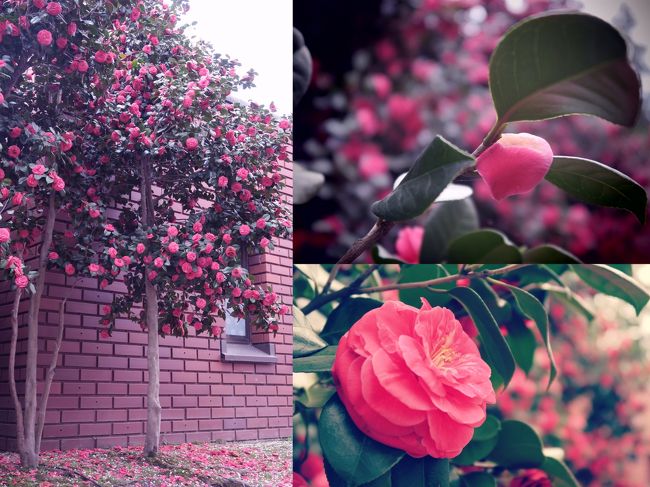 園内、桜以外も素敵お庭があって花がきれいにさいておりました。