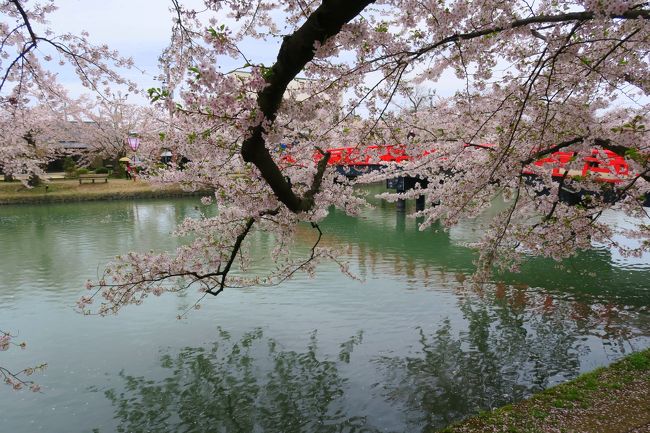 ねぶた村を楽しんだ後は再度弘前公園へ。<br />帰り道です。<br /><br />ぽつり、ぽつりと雨が降り出しましたぁ。