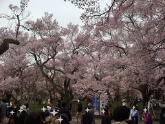 公園の中は桜が満開！！ホントに桜いっぱいの公園です。