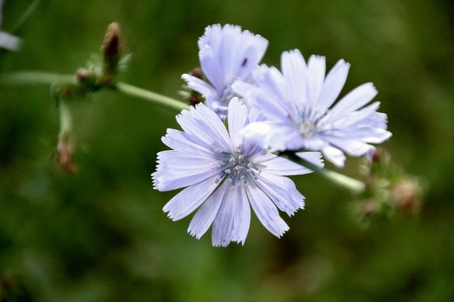 ゆったり楽しもうロシア再訪15年 モスクワとカザン ハイライトその８ 花いっぱいの夏のロシア その他の都市 ロシア の旅行記 ブログ By まみさん フォートラベル