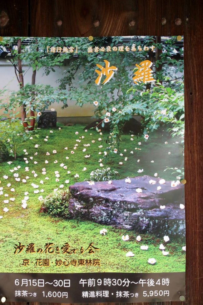 花のささやき 妙心寺 東林院 沙羅の花を愛でる会 嵐山 嵯峨野 太秦 桂 京都 の旅行記 ブログ By はな さん フォートラベル