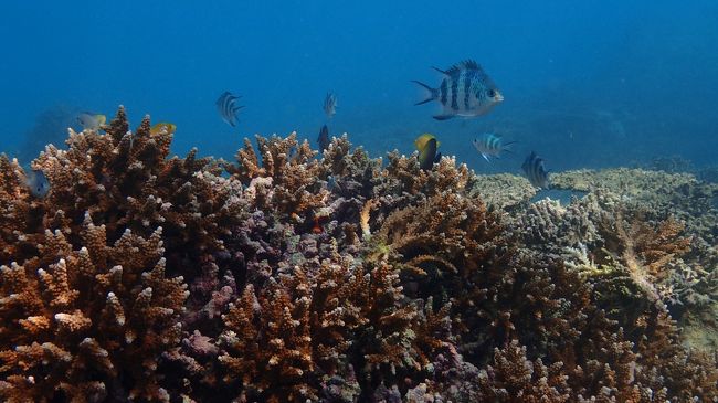 初潜りはこの日３本潜りました