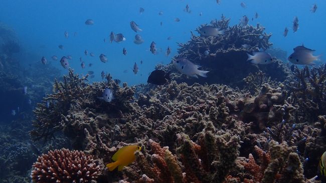 まったりと石垣の海を楽しみました