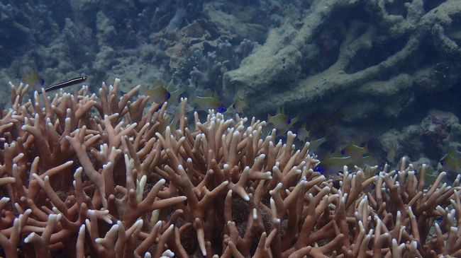 青い目の子たち〜