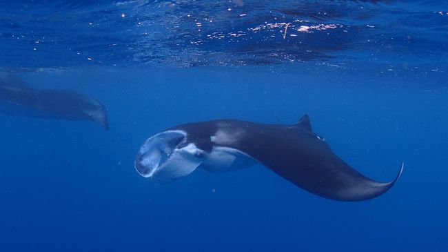 私がいようがお構いなしに<br />大きな口を開けて突進！！<br />何度もぶつかりそうになりました