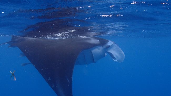いや〜マンタをこんなに近くでたくさん見られて幸せ〜<br />今年初ダイビングは絶好調です