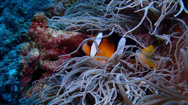 マンタと一緒に泳いだ後は<br />まったりダイビング