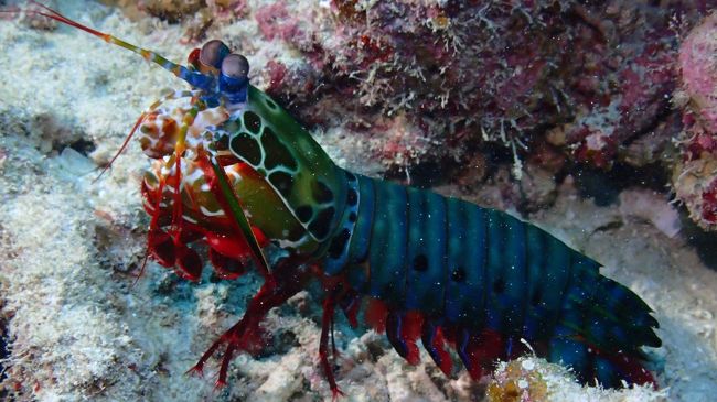 大きなシャコ！！