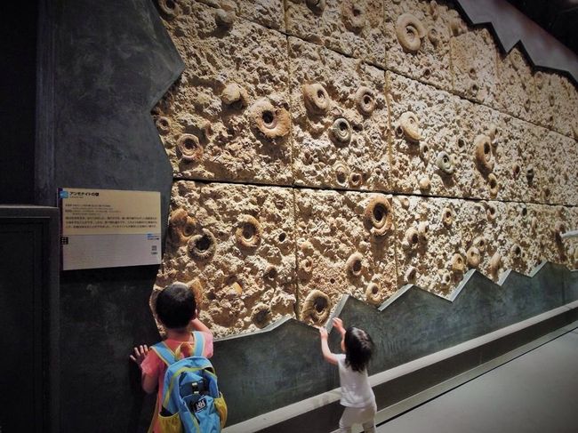 ついで現れる、アンモナイトなどの化石がみっちみちに詰まった巨大な壁。<br />これまた触り放題……。<br />ボランティアスタッフの方達が館内に沢山いらして、楽しい解説をしてくださる。