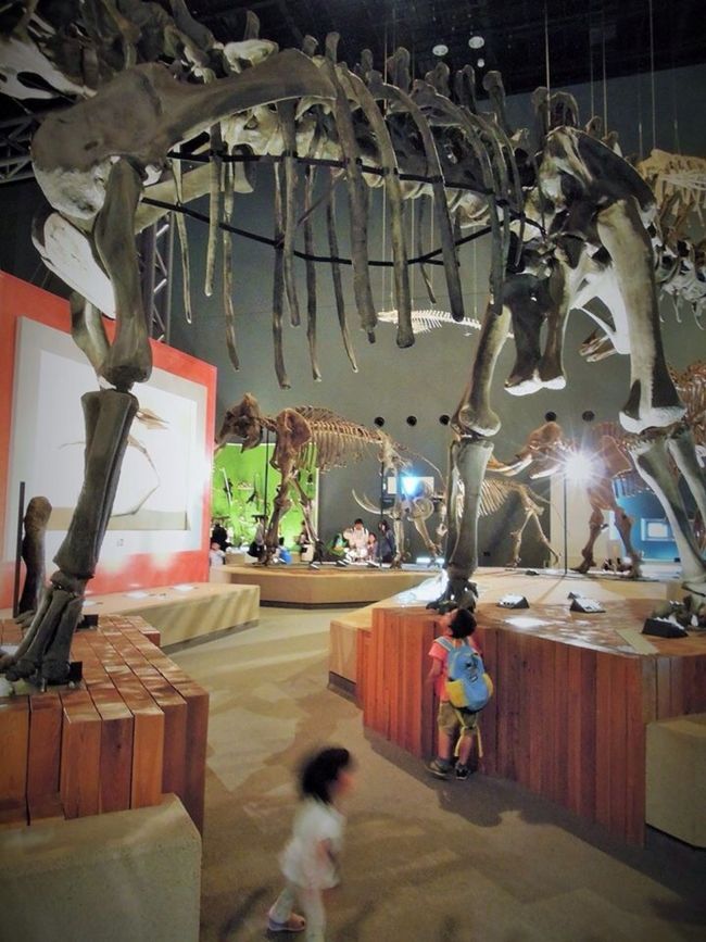 そしてお待ちかねの恐竜エリア。恐竜骨格のお腹の下をくぐれる。恐竜トンネル！なんて楽しい演出。