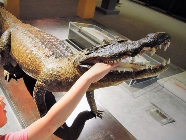 恐竜には触れなかったけれど、恐竜みたいなワニには触れました。<br />こんなところまで触らせてもらえました。(この時も、係りの方がそばで解説してくださってます)