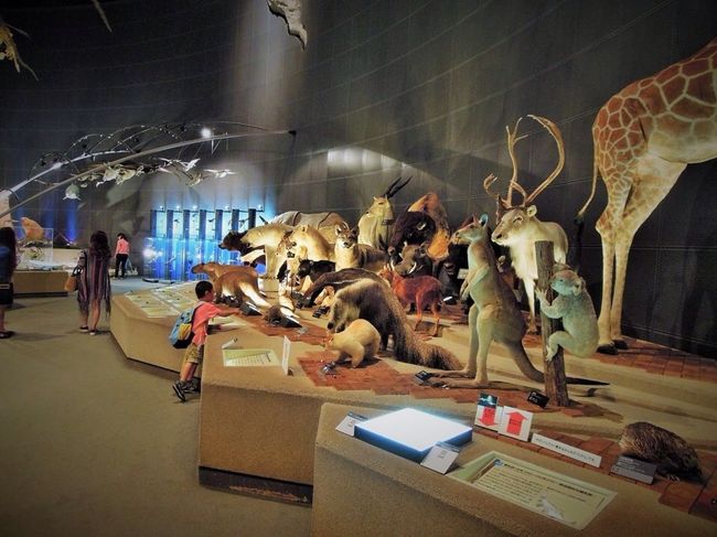 哺乳類の剥製エリアも大迫力。<br />そして、昆虫エリアで再び母の心鷲掴まれる。