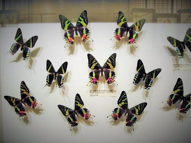 なんて美しいのでしょう……。<br />人間の造形は自然をこえられない。