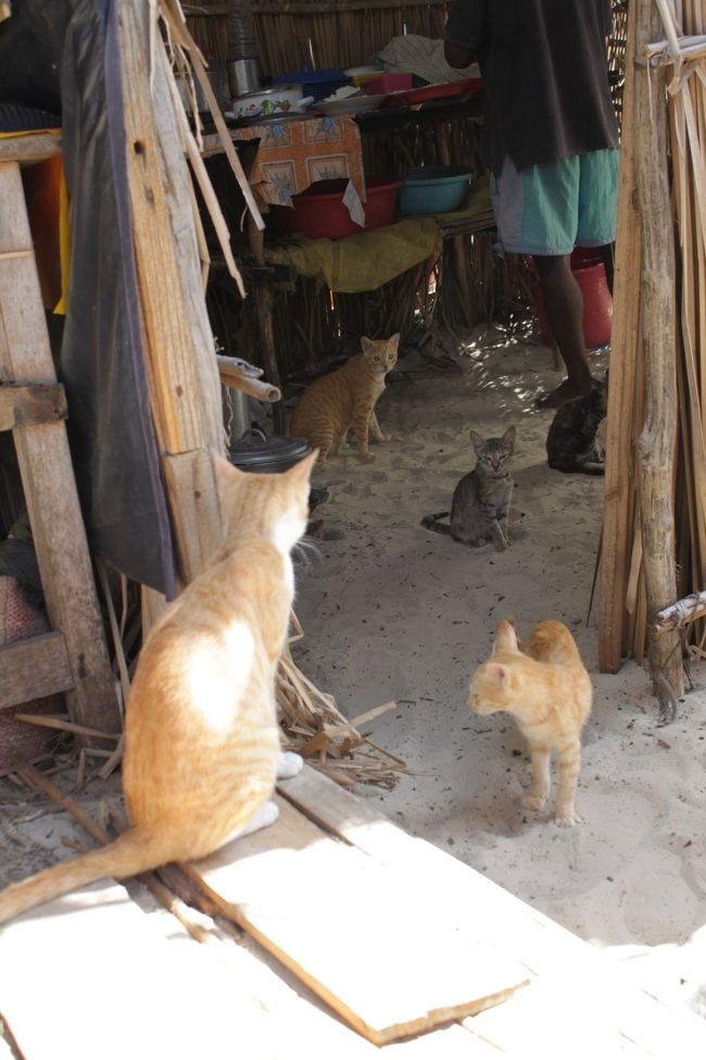 中心地へ歩いてお散歩へ<br />ネコちゃん♪