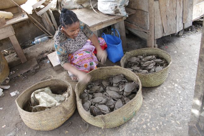 泥ガニ<br />とっても美味しいんです<br /><br />生魚はハエさんに大人気