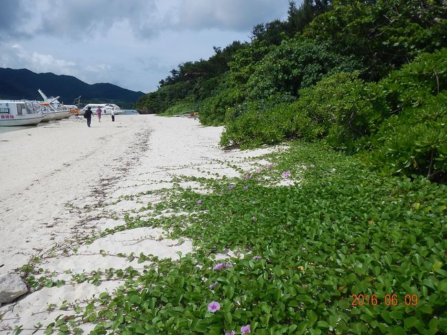 白い砂浜には可憐な花が。<br /><br />日差しがヒリヒリします(^_^;)