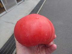 トマトを買って、桜島旬彩館前のベンチでいただきました。