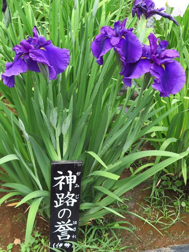 ✼ Kaorin ✼　あみぐるみ 花菖蒲 ヒペリカム 他2種類 ✼ Kaorin様 専用 ✼ あみぐるみ 照れ 花菖蒲 ヒペリカム 他2種類