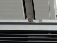 朝食後、空港へ来ました。
ガイドさんに送られ空港へ来たら３時間前。
何も説明なく帰られました。
どこにもアンコール航空のチェックインカウンターが見つかりません。
ベトナム航空との共同運航を知っていたので、ベトナム航空の方に聞いてみました。
端末たたいて調べて頂き、Ｅチケットにカウンターの番号とオープンする時間書いて頂けました。
汎用のチェックインカウンターのようです。
で画像は、タンソンニャット空港に住んでいる、スズメちゃんです。