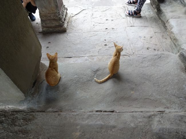 第３回廊のにゃんこ