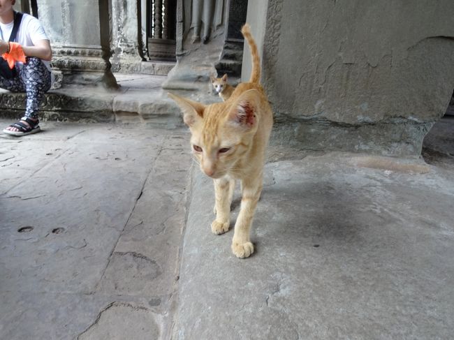 第３回廊のにゃんこ<br />ワットアルーンのにゃんこは、風貌がタイっぽかったのですが、この子は、日本にいますね。ガイドさんに、第３回廊にゃんこいたよ、と言ったら警備員が飼っていると言っていた。<br />カボジア人は、わんこの方が好きですとも。
