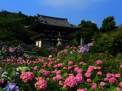 7：30　丹州觀音寺（たんしゅうかんのんじ）

関西花の寺霊場 第一番札所、丹波あじさい寺。
100種1万株の紫陽花が見頃。


拝観料　350円（紫陽花期間のみ）
駐車場　無料