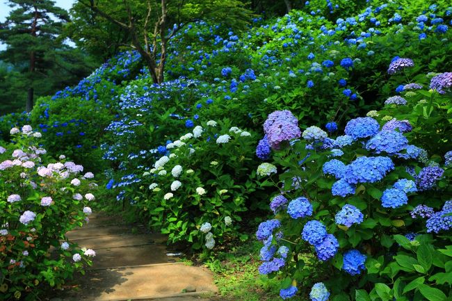 京都 紫陽花めぐり 美山かやぶきの里 丹州觀音寺 舞鶴自然文化園 福知山 京都 の旅行記 ブログ By ふーさん フォートラベル
