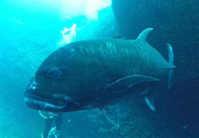 GT！！(ロウニンアジ)<br />超デカイ！