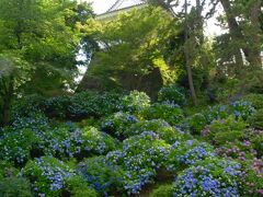 紫陽花を期待して行ったわけではないのに城址公園を進んでいくと「あじさいの小径」どころではない、城壁一面に紫陽花！テンションMAX!!