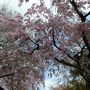 そうだ京都、行こう。桜めぐり 　・原谷苑　・仁和寺の御室桜　・京都御所「近衛桜」