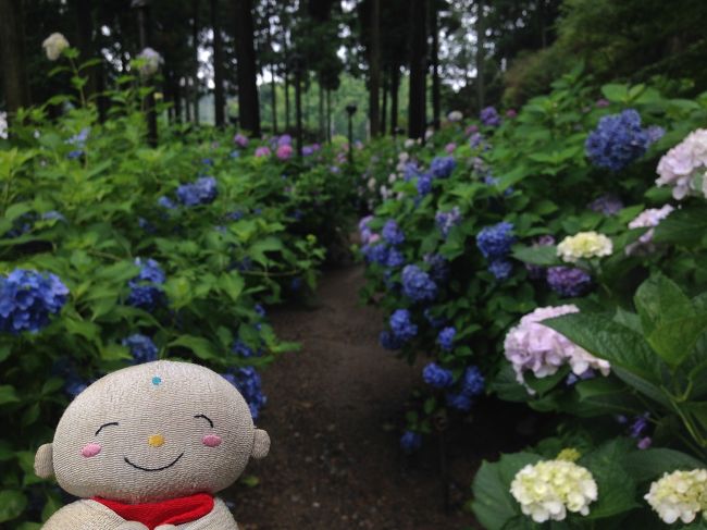 宇治の三室戸寺でアジサイとハス 宇治 京都 の旅行記 ブログ By 旅じぞうさん フォートラベル