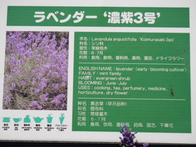山梨 河口湖ハーブフェスティバル 甘い香りのラベンダー畑を訪れて 富士五湖 山梨県 の旅行記 ブログ By Sakatomoさん フォートラベル