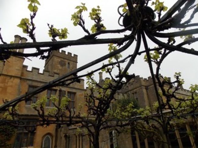 花が咲いていなくて残念