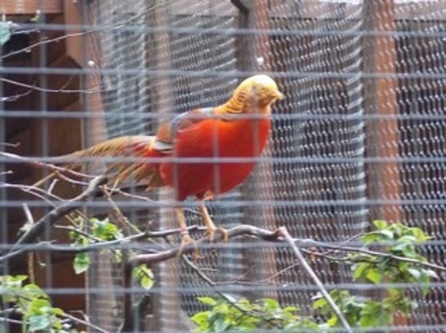 途中 変わった鳥の声が<br />幾つかの檻に 各国から集めた珍しい鳥がいます<br />