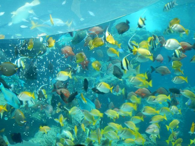 餌に群がっている魚の大群。。<br />わさーっとしていて凄かったけど綺麗。