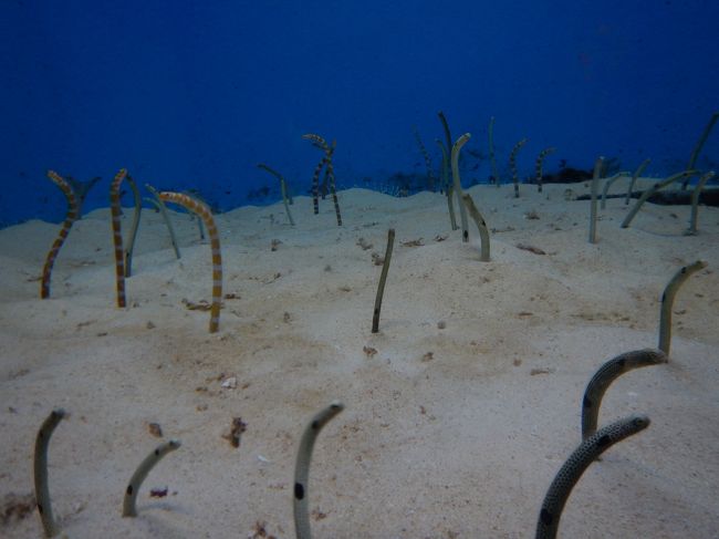 ちんあなご好きです