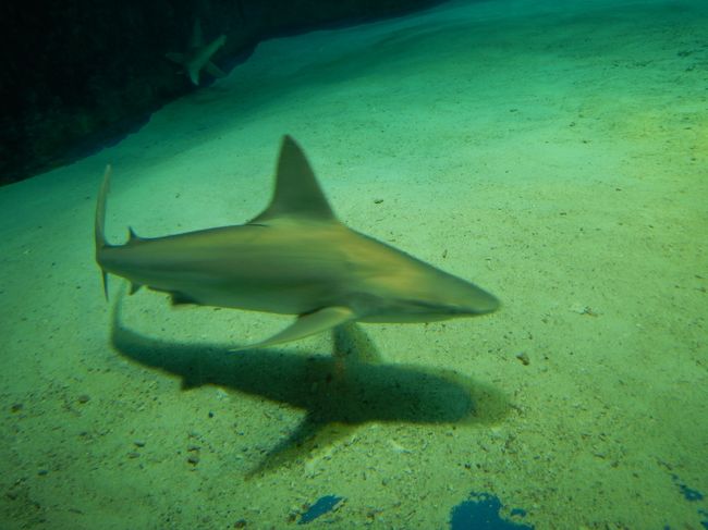 いろんなサメがいて面白かったです！<br />人物が入っているので写真はアップしませんが、巨大水槽の迫力はすごかった！！<br />見飽きない！！<br />